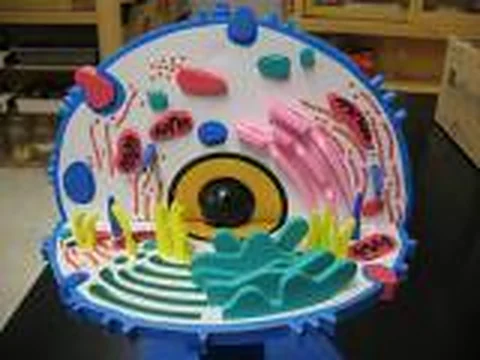 Animal Cell – Polylab