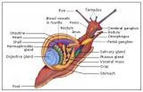 Chart, Zoology – Polylab