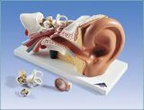 EAR – Polylab