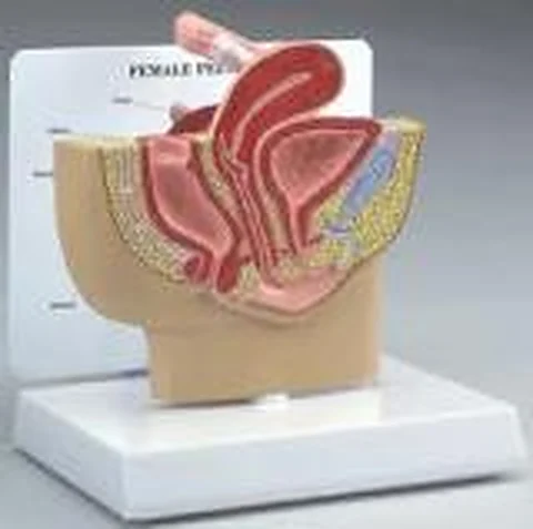 Female Pelvis – Polylab