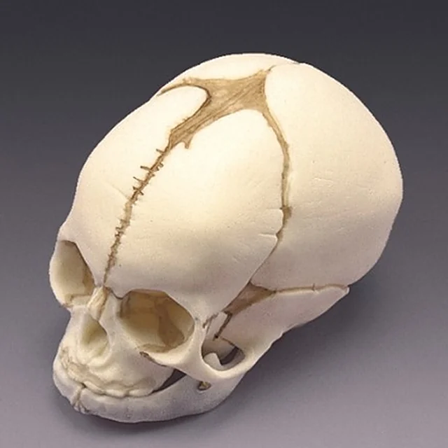 Foetal Skull – Polylab