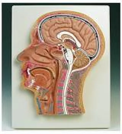Head Section – Polylab