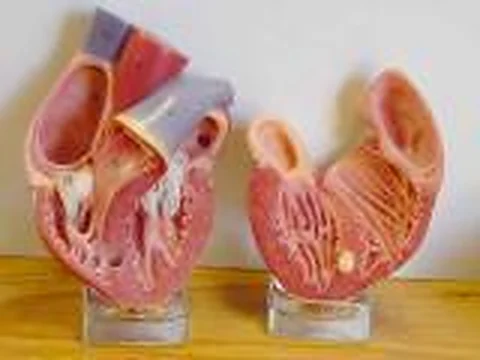 Heart Model – Polylab