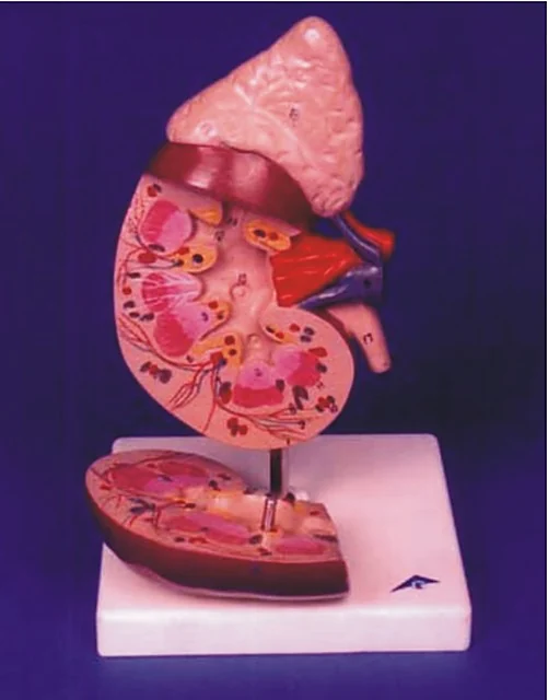 Human Kidney Model – Polylab
