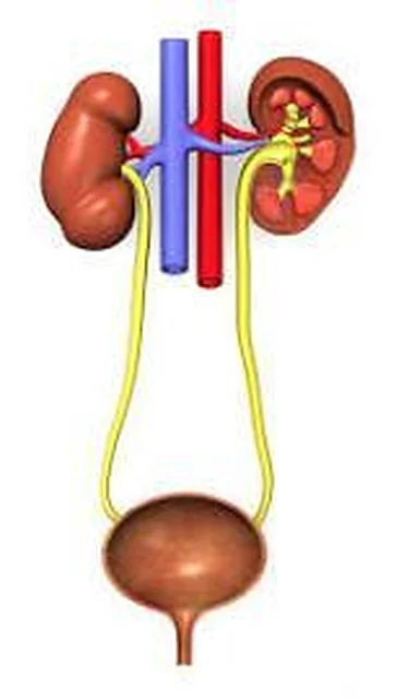 Human Kidney With Bladder – Polylab