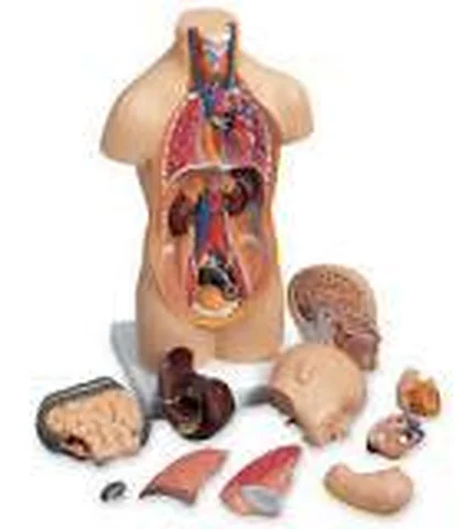 Human Torso Mini – Polylab