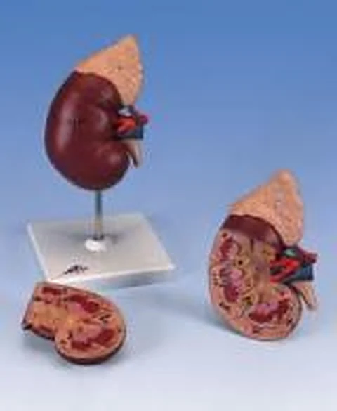 Kindney and Adrenal Ground – Polylab