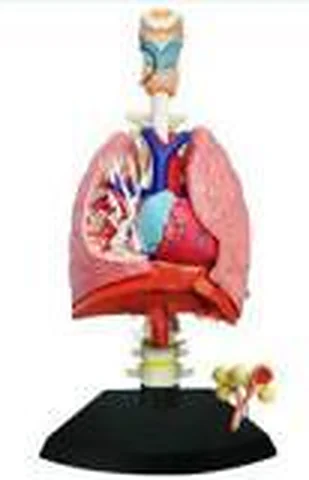 Lungs With Heart – Polylab