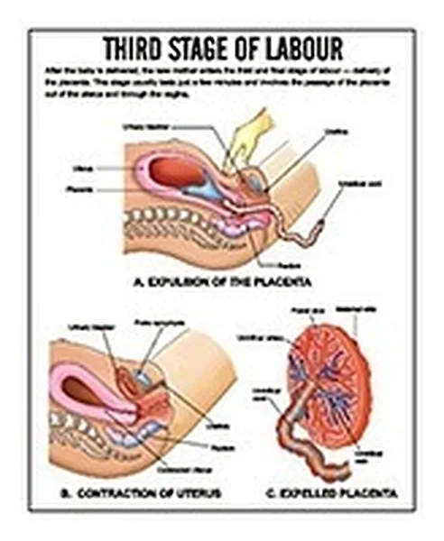 Midwifery Chart – Polylab