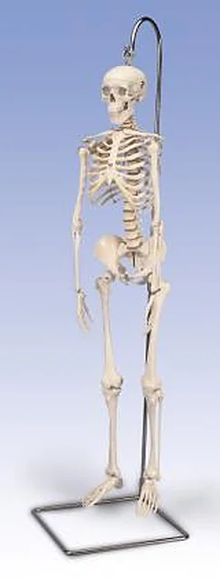 Miniature Skeleton – Polylab