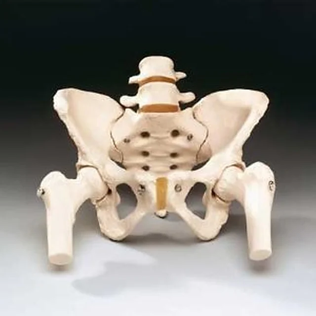 Pelvis Model – Polylab