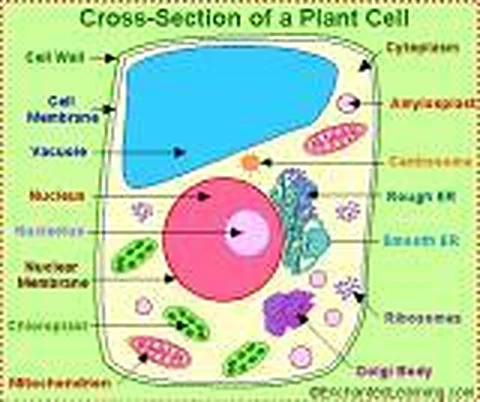 Plant Cell – Polylab