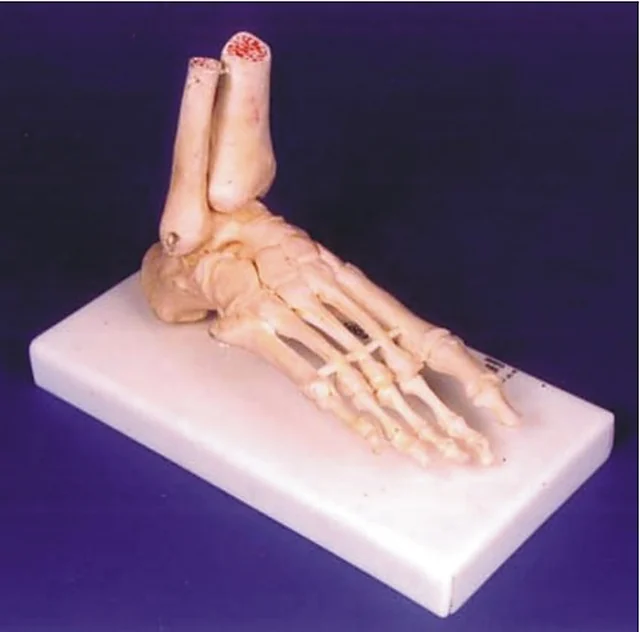 Skeletal Model of Human Foot – Polylab