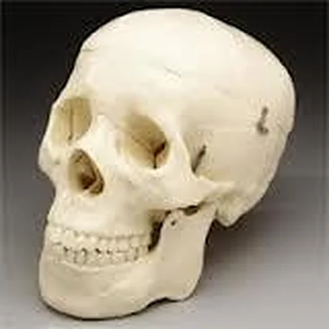Skull – Polylab