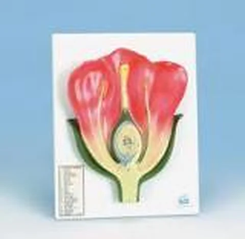 Typical Flower – Polylab